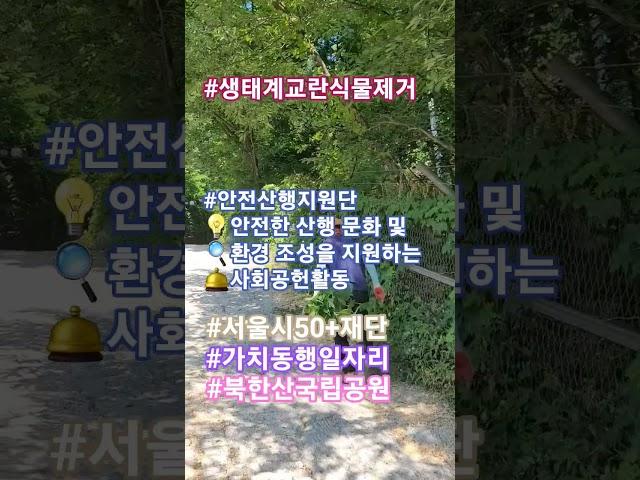 돼지풀제거작업 #서울시50플러스 재단 #가치동행일자리 #안전산행지원단 #북한산국립공원 #생태계교란식물 #인생2막 #사회공헌활동 #안전산행환경조성 #국립공원을지키는아름다운실천