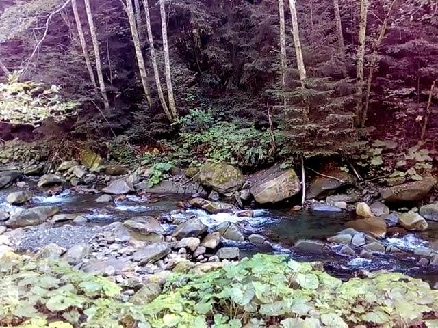 Красота!...Carpathian national nature park...3