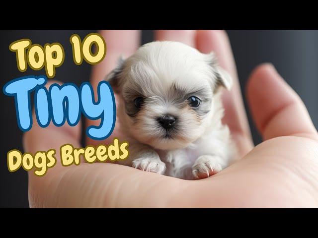 Top 10 Tiny Dog Breeds Teacup Dog small Dog breeds