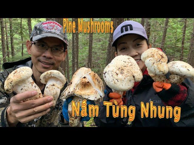 Ngày Đầu Tiên Đi Hái Nấm Tùng Nhung Gặp Được Nhiều Nấm Khủng | Matsutake Mushrooms