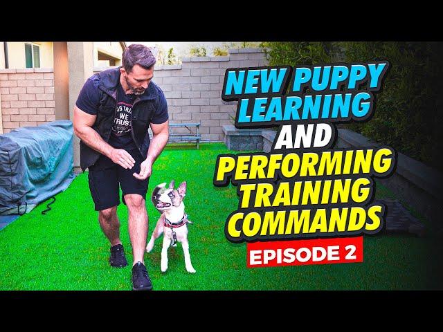 Puppy Training 101: Simple Steps to Get Your New Dog Obeying Commands