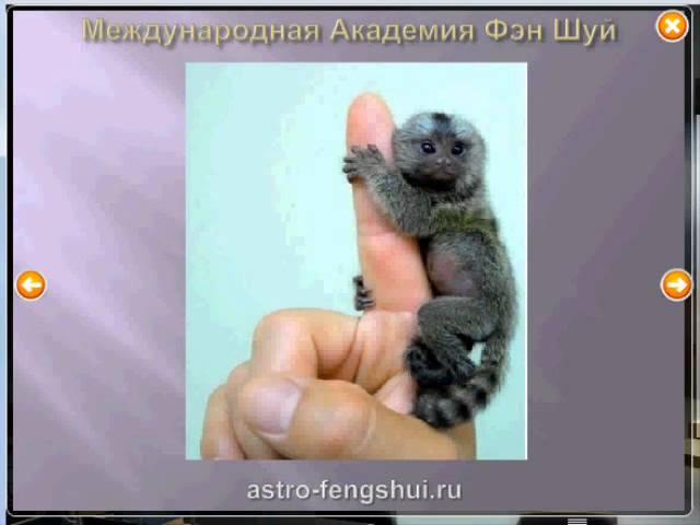 Фэн Шуй в 2012 году Водного Дракона  Может ли новичок оценить фэн шуй дома