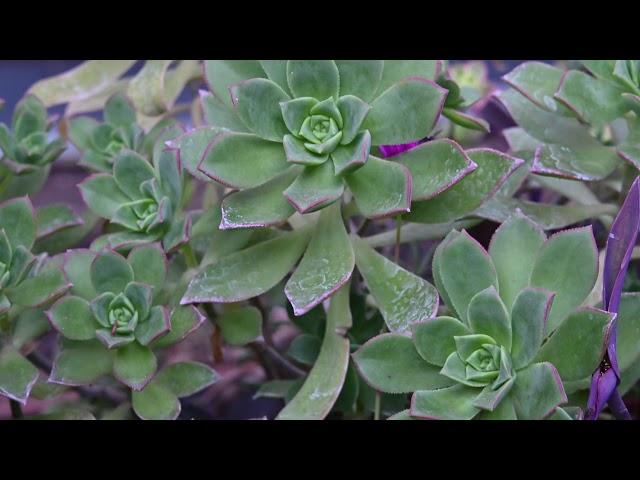 Pinwheel Aeonium Haworthii Royal Horticultural Society's Award of Garden Merit