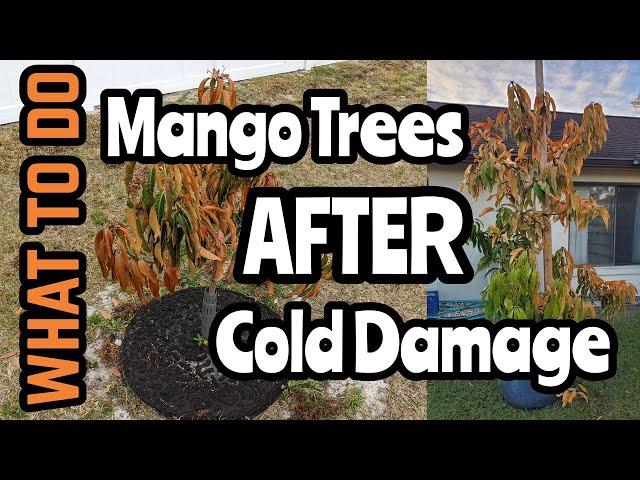 What To Do | Mango Trees After Cold Damage