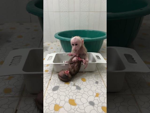 Lovely Baby Monkey Titas Very Cute In Home get bath so cool