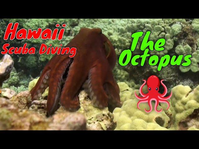 Scuba Diving Hawaii - About the Octopus  | Kona Honu Divers