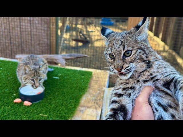 I Fed a Bobcat to my Bobcat