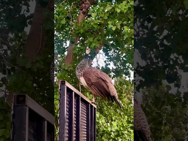 Beautiful Young Peahen #peafowl #peacock