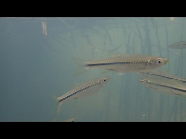 Rasbora steineri 斯氏波魚