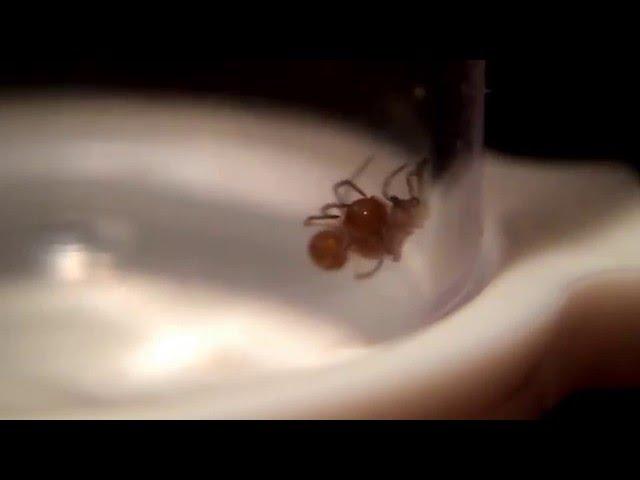 Cannibal Widow Spiders