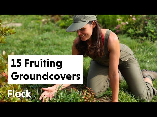 15 FRUITING GROUNDCOVERS You Should Be Growing — Ep. 124