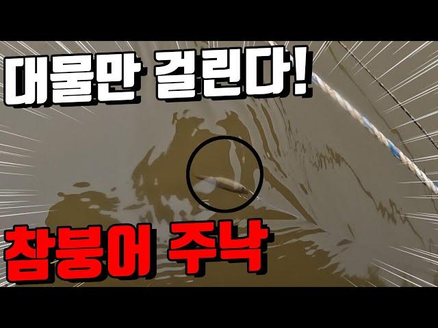 참붕어 주낙. 참붕어는 대물미끼가 확실합니다. 끝내주네요!