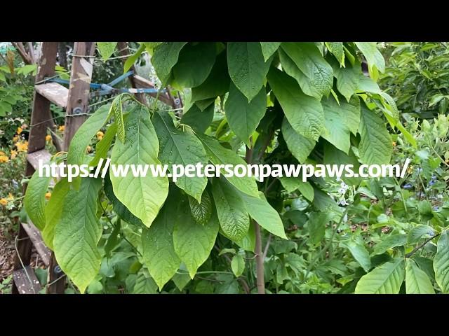 Growing pawpaws: growing tips and an update on my trees