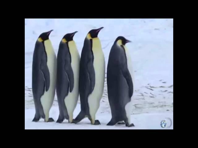 Смешные Пингвины! Говорящие )))  FUNNY PENGUINS! )))