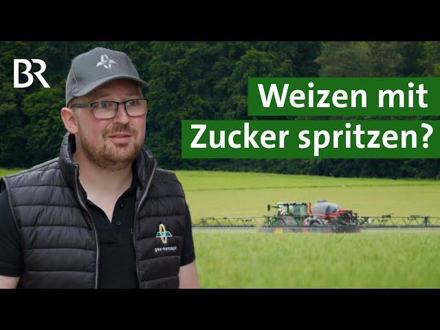 Ungewöhnliche Methode, mehr Ertrag: Was bringt es, Weizen mit Zucker zu spritzen?| Unser Land | BR