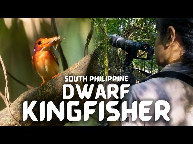 Documenting the SOUTH PHILIPPINE DWARF KINGFISHER | Nest & Fledgling