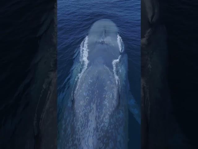 It’s like a living submarine! Amazing drone view of the Blue Whale!