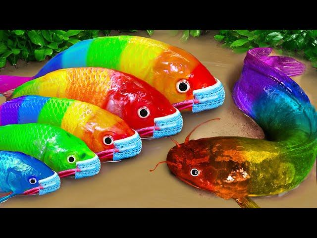 Stop Motion ASMR - Battle of fish - Catfish hunting colorful Koi Fish Eels