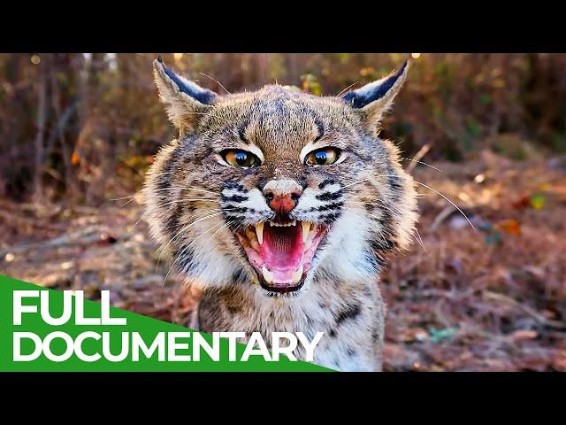 Wildlife - Just Wild Cats | Free Documentary Nature