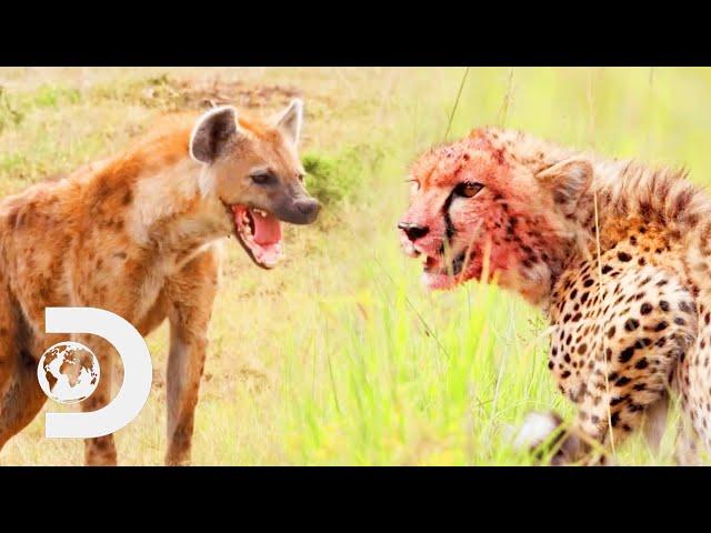 Cheetah Cub Defends Its Family From A Hungry Hyena | Big Cat Tales