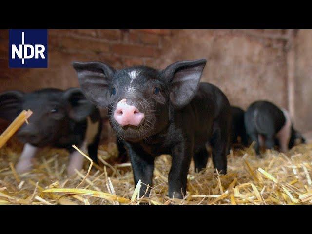 Ackern wie früher: Uriges vom Bauernhof | die nordstory | NDR Doku