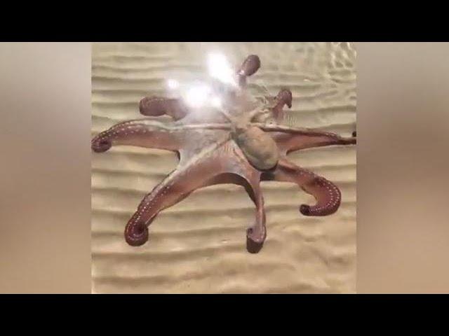 Curious octopus swims up to greet tourists