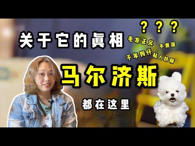 养狗推荐 | 狗种小妖精，馬爾濟斯犬的秘密大公开【养汪事务所】