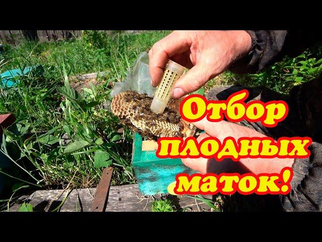 КОГДА ОТБИРАТЬ ПЛОДНЫХ МАТОК И СТАВИТЬ МАТОЧНИК.