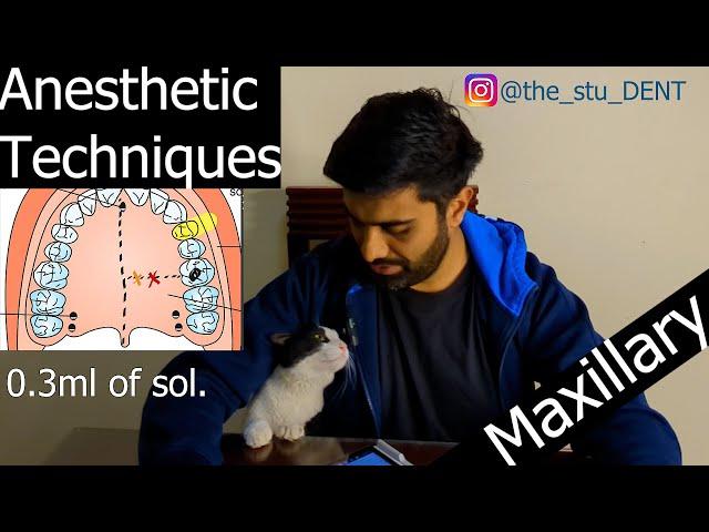 The stu DENT - Anesthetic Techniques MAXILLARY