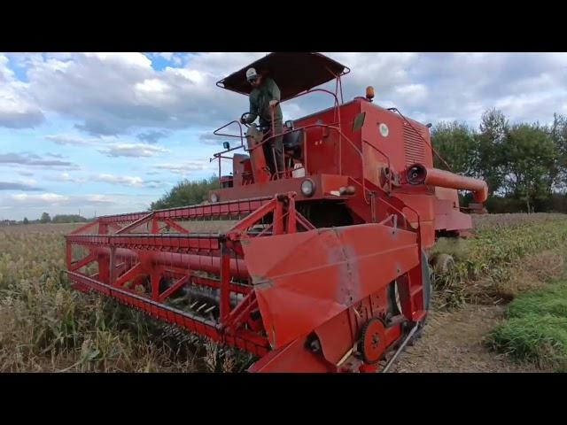 Sorgo 2024. 8 ton z hektara