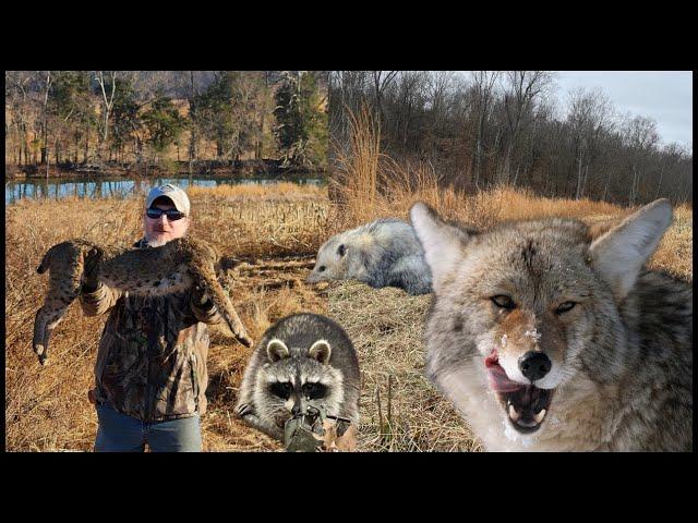 Catching Coyotes, Bobcats, and Raccoons On a Hunting Lease To boost The Turkey Population!