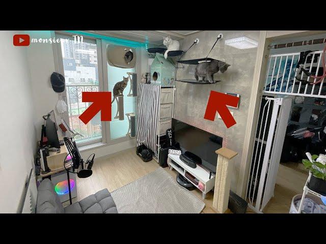 I Make My Tiny Apartment Into a Cat Playground (Suction Cup Catification)!