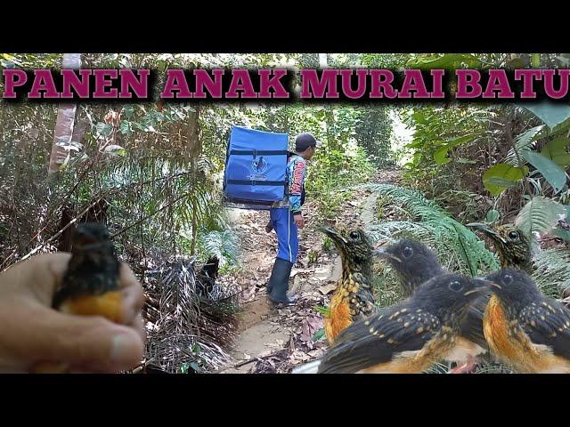 MIKAT ANAK BURUNG MURAI BATU