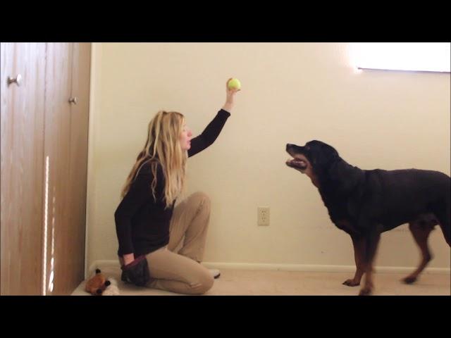 How to Train Your Rottweiler Dog to Bark (Speak)