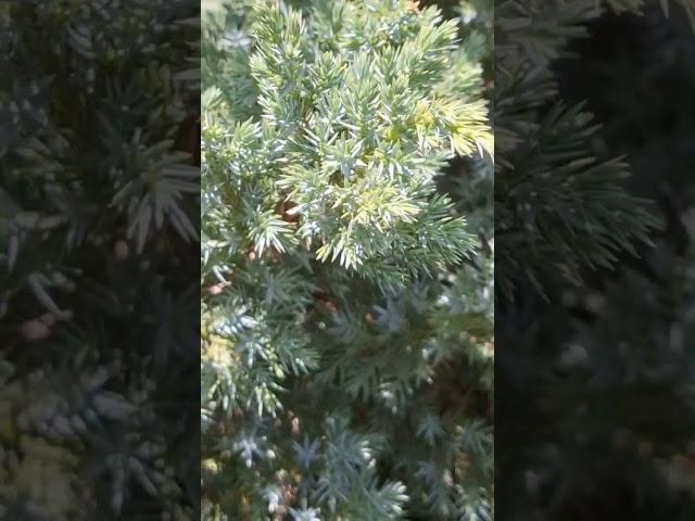 #можжевельник #звукиприроды #релакс #nature