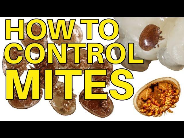 Beekeeping Is All About How To Control Mites | Treat or Not To Treat?