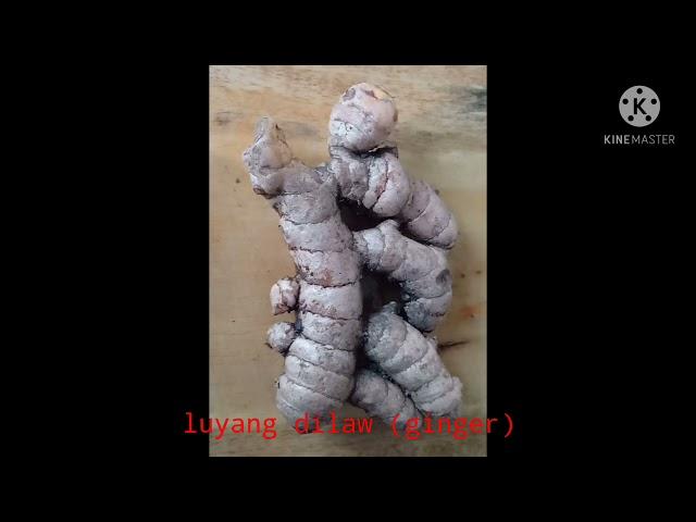 MommyChe's secret vlog#31 Home remedy for cough: pinakuluan luyang dilaw w/oregano & kalamansi