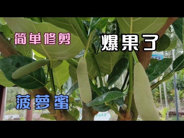 农村人管理菠萝蜜有妙招，小树苗都能挂满果，还是这样做管用