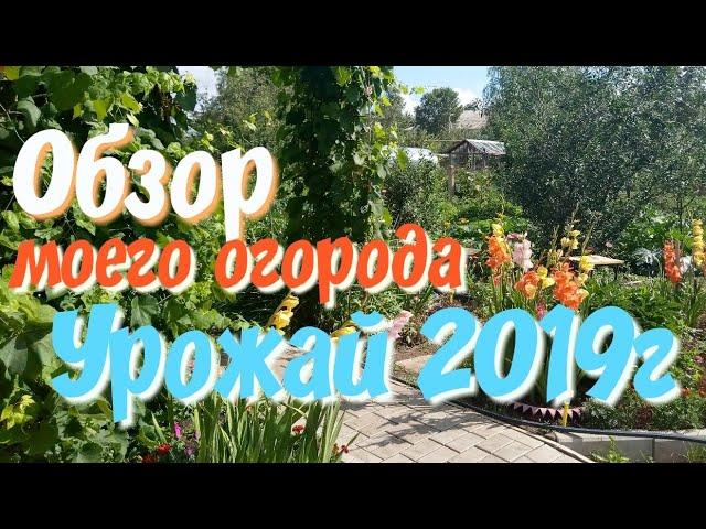 Обзор моего огорода.Урожай 2019 г.