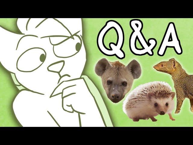 What Animal Am I? Q&A (+Face Reveal)