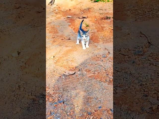 Village cat.. #cat #catlover #shorts  #youtubeshorts #cats #catshorts #catvideos #vairalshort #sub