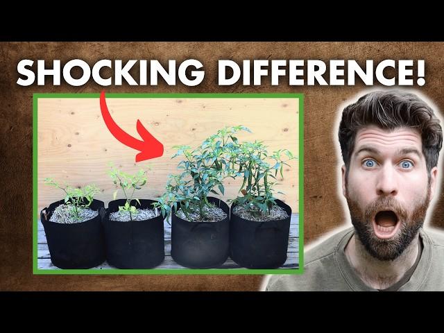 Compost vs. Fertilizer: I TESTED growing Peppers & Tomatoes with both - here are the results!