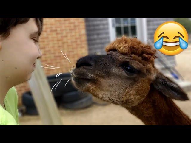 Funny Llama Moments - llama spitting - Try Not To Laugh || PETASTIC 