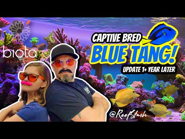 BEST reef tank fish I’ve ever owned - captive bred blue tang update