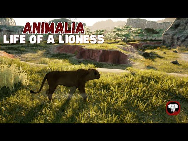 Dreaming Of Being Queen - Life of a Lioness - Animalia Survival