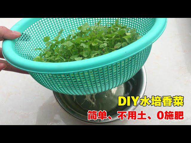【家庭种植】水培香菜，简单又好玩，30天就可以开始收获|Hydroponic coriander|不用土、不用肥
