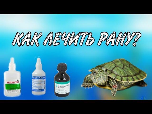 как лечить рану у красноухих черепах?/лечение красноушек