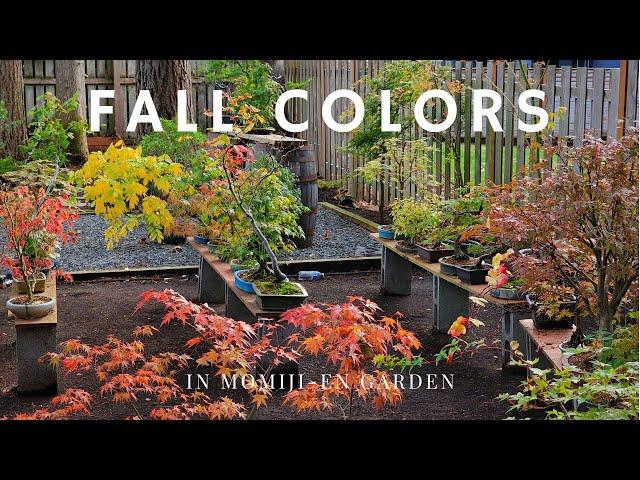 Fall Colors in Momiji-En Japanese Maple Bonsai Garden