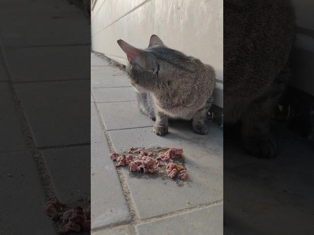 The gray cat asked passers-by for food, but they didn’t care #lovecat #cat