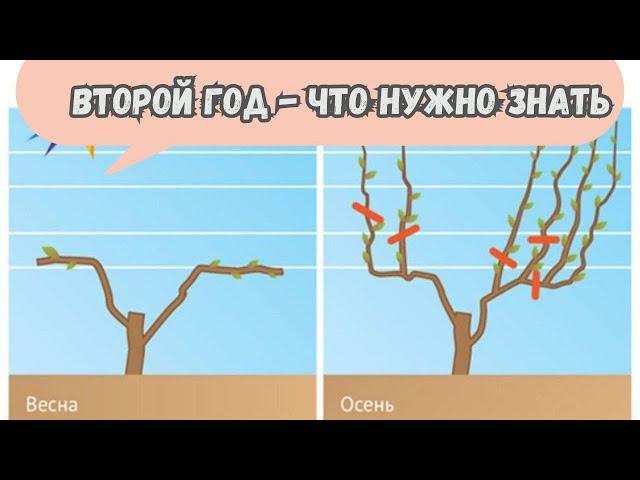 Привитый виноград на старте второго года – что нужно знать